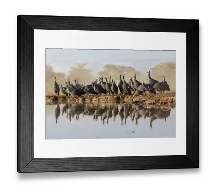 Framed Print : Helmeted guineafowl (Numida meleagris) flock drinking at waterhole, Shompole, Kenya Framed Print : Helmeted guineafowl (Numida meleagris) flock drinking at waterhole, Shompole, Kenya