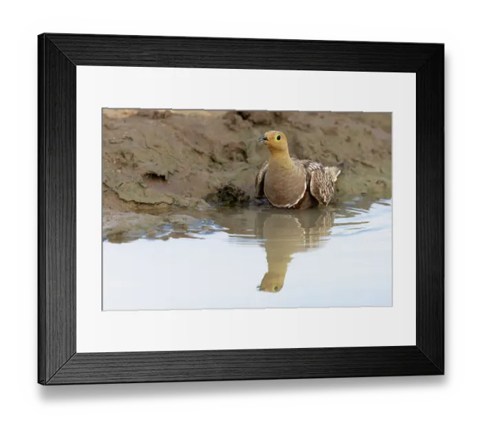 Framed Print : Namaqua sandgrouse (Pterocles namaqua) soaking belly feathers in water, Kgalagadi Transfrontier Park, Northern Cape, South Africa Framed Print : Namaqua sandgrouse (Pterocles namaqua) soaking belly feathers in water, Kgalagadi Transfrontier Park, Northern Cape, South Africa