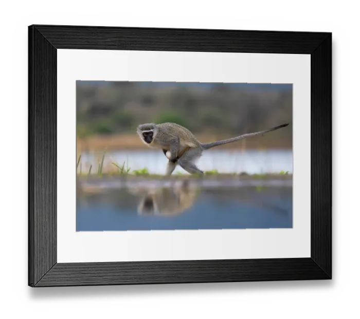Framed Print : Vervet monkey (Chlorocebus pygerythrus) walking cautiously with a stolen egg, Zimanga nature reserve, KwaZulu-Natal, South Africa Framed Print : Vervet monkey (Chlorocebus pygerythrus) walking cautiously with a stolen egg, Zimanga nature reserve, KwaZulu-Natal, South Africa