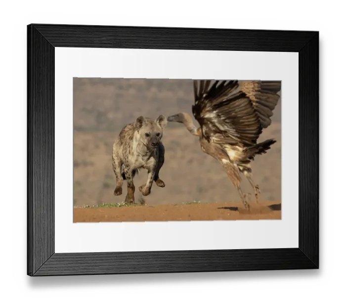 Framed Print : Spotted hyena (Crocuta crocuta) chasing White-backed vulture (Gyps africanus), Zimanga game reserve, South Africa Framed Print : Spotted hyena (Crocuta crocuta) chasing White-backed vulture (Gyps africanus), Zimanga game reserve, South Africa