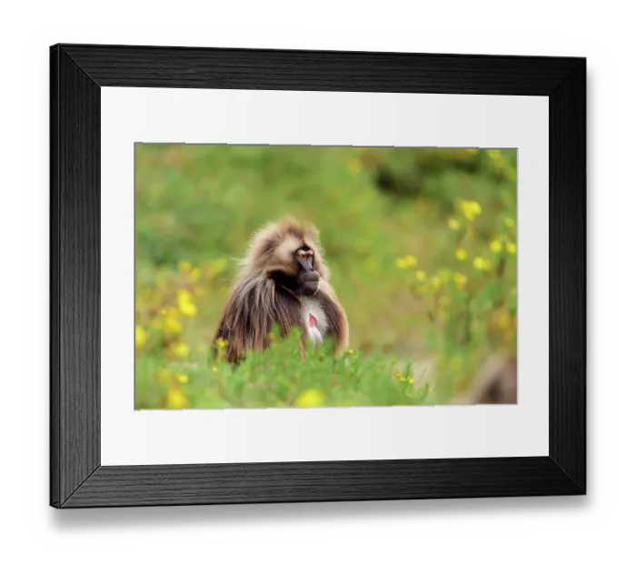 Framed Print : Gelada baboon (Theropithecus gelada) male, raising its eyebrows in a threat display to another gelada, Guassa Community Conservation Area, Ethiopia Framed Print : Gelada baboon (Theropithecus gelada) male, raising its eyebrows in a threat display to another gelada, Guassa Community Conservation Area, Ethiopia