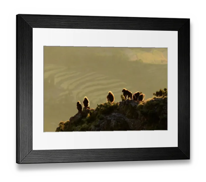 Framed Print : Group of Gelada baboon (Theropithecus gelada) males sitting on clifftop overlooking farmland in the distance at sunrise, Guassa Community Conservation Area, Ethiopia Framed Print : Group of Gelada baboon (Theropithecus gelada) males sitting on clifftop overlooking farmland in the distance at sunrise, Guassa Community Conservation Area, Ethiopia