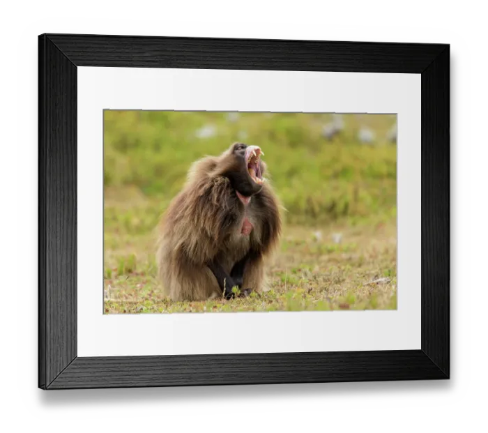 Framed Print : Gelada baboon (Theropithecus gelada) male, yawning, Guassa Community Conservation Area, Ethiopia Framed Print : Gelada baboon (Theropithecus gelada) male, yawning, Guassa Community Conservation Area, Ethiopia