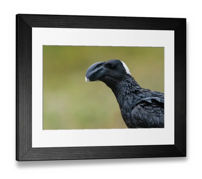 Framed Print : Thick-billed raven (Corvus crassirostris) portrait, Guassa Community Conservation Area, Ethiopia Framed Print : Thick-billed raven (Corvus crassirostris) portrait, Guassa Community Conservation Area, Ethiopia