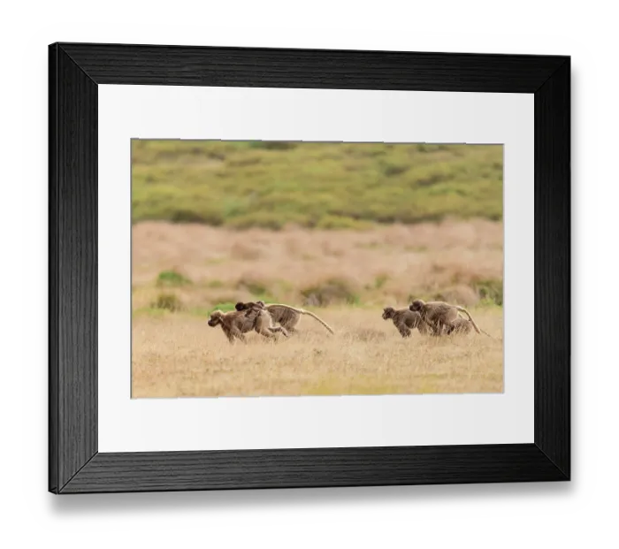 Framed Print : Gelada baboons (Theropithecus gelada) family group of females walking through grassland, Guassa Community Conservation Area, Ethiopia Framed Print : Gelada baboons (Theropithecus gelada) family group of females walking through grassland, Guassa Community Conservation Area, Ethiopia