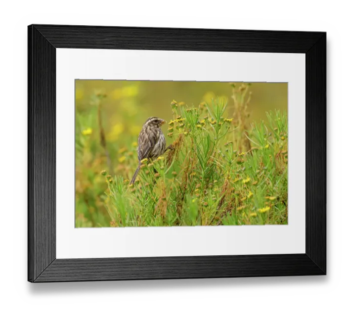 Framed Print : Streaky seedeater (Serinus striolatus) perched on small shrub feeding on flowers in montane grassland, Guassa Community Conservation Area, Ethiopia Framed Print : Streaky seedeater (Serinus striolatus) perched on small shrub feeding on flowers in montane grassland, Guassa Community Conservation Area, Ethiopia