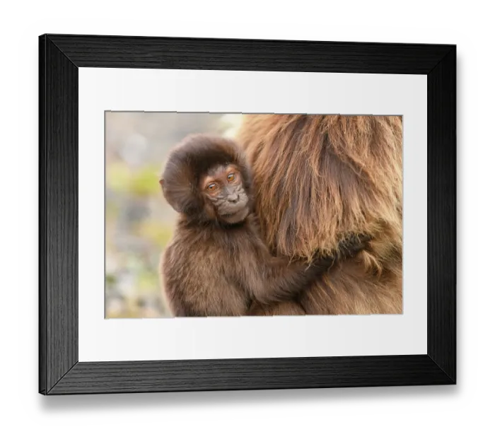 Framed Print : Gelada baboon (Theropithecus gelada) infant clinging on to its mother, Guassa Community Conservation Area, Ethiopia Framed Print : Gelada baboon (Theropithecus gelada) infant clinging on to its mother, Guassa Community Conservation Area, Ethiopia