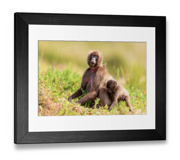Framed Print : Gelada baboon (Theropithecus gelada) female and infant feeding on vegetation in montane grassland, Guassa Community Conservation Area, Ethiopia Framed Print : Gelada baboon (Theropithecus gelada) female and infant feeding on vegetation in montane grassland, Guassa Community Conservation Area, Ethiopia