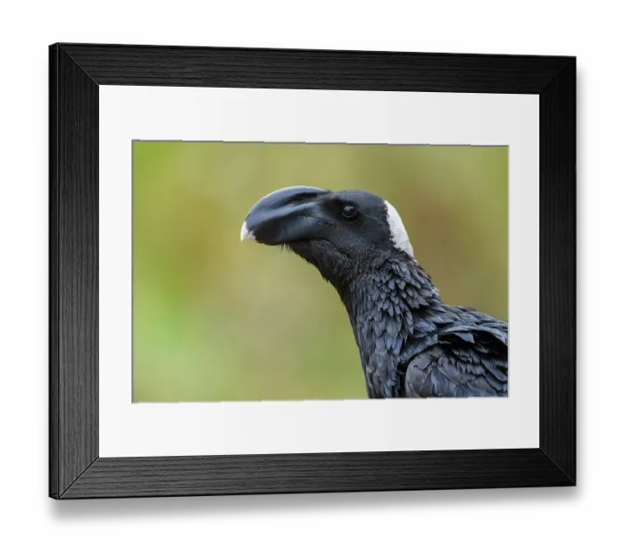 Framed Print : Thick-billed raven (Corvus crassirostris) head portrait, Guassa Community Conservation Area, Ethiopia Framed Print : Thick-billed raven (Corvus crassirostris) head portrait, Guassa Community Conservation Area, Ethiopia