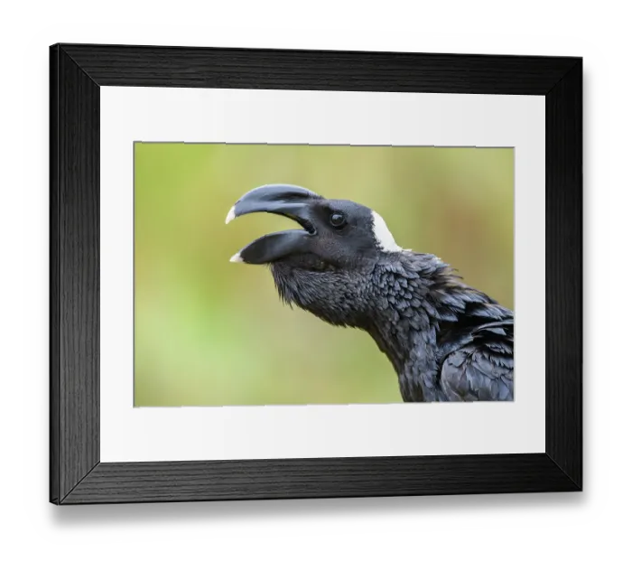 Framed Print : Thick-billed raven (Corvus crassirostris) calling, portrait, Guassa Community Conservation Area, Ethiopia Framed Print : Thick-billed raven (Corvus crassirostris) calling, portrait, Guassa Community Conservation Area, Ethiopia