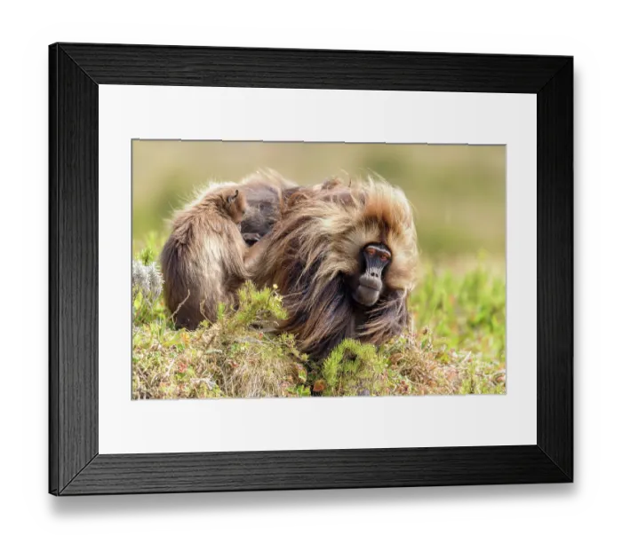 Framed Print : Gelada baboon (Theropithecus gelada) male being groomed, Guassa Community Conservation Area, Ethiopia Framed Print : Gelada baboon (Theropithecus gelada) male being groomed, Guassa Community Conservation Area, Ethiopia