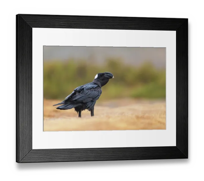 Framed Print : Thick-billed raven (Corvus crassirostris) portrait, Guassa Community Conservation Area, Ethiopia Framed Print : Thick-billed raven (Corvus crassirostris) portrait, Guassa Community Conservation Area, Ethiopia