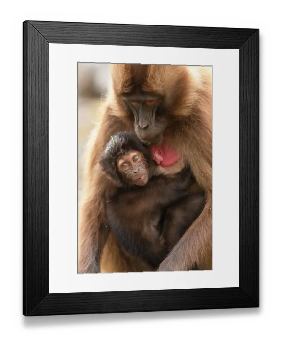 Framed Print : Gelada baboon (Theropithecus gelada) infant clinging on to its mother, Guassa Community Conservation Area, Ethiopia Framed Print : Gelada baboon (Theropithecus gelada) infant clinging on to its mother, Guassa Community Conservation Area, Ethiopia