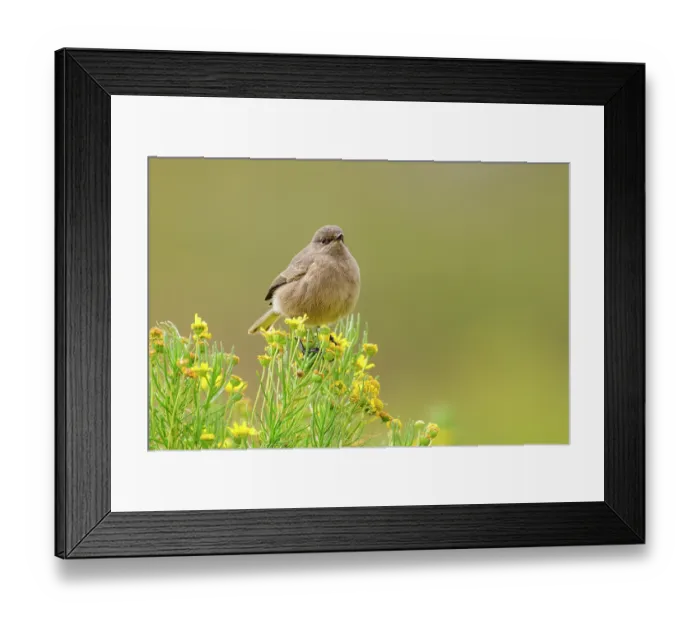 Framed Print : Moorland chat (Cercomela sordida) perched on small shrub with yellow flowers, Guassa Community Conservation Area, Ethiopia Framed Print : Moorland chat (Cercomela sordida) perched on small shrub with yellow flowers, Guassa Community Conservation Area, Ethiopia