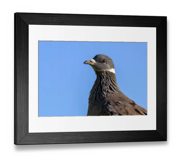 Framed Print : White-collared pigeon (Columba albitorques) head portrait, Guassa Community Conservation Area, Ethiopia Framed Print : White-collared pigeon (Columba albitorques) head portrait, Guassa Community Conservation Area, Ethiopia