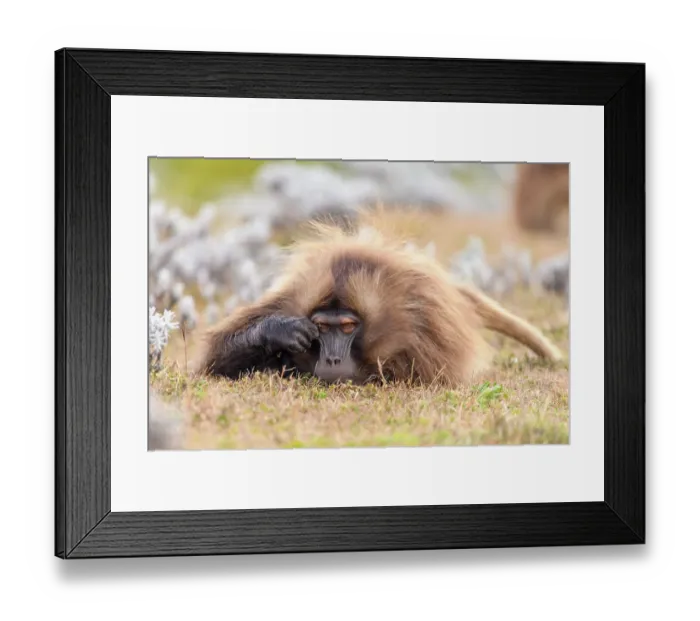 Framed Print : Gelada baboon (Theropithecus gelada) male, resting on the ground and scratching its eye, Guassa Community Conservation Area, Ethiopia Framed Print : Gelada baboon (Theropithecus gelada) male, resting on the ground and scratching its eye, Guassa Community Conservation Area, Ethiopia