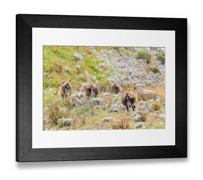 Framed Print : Group of Gelada baboons (Theropithecus gelada) dominant male leading bachelor males in a chase to show his strength, Guassa Community Conservation Area, Ethiopia Framed Print : Group of Gelada baboons (Theropithecus gelada) dominant male leading bachelor males in a chase to show his strength, Guassa Community Conservation Area, Ethiopia