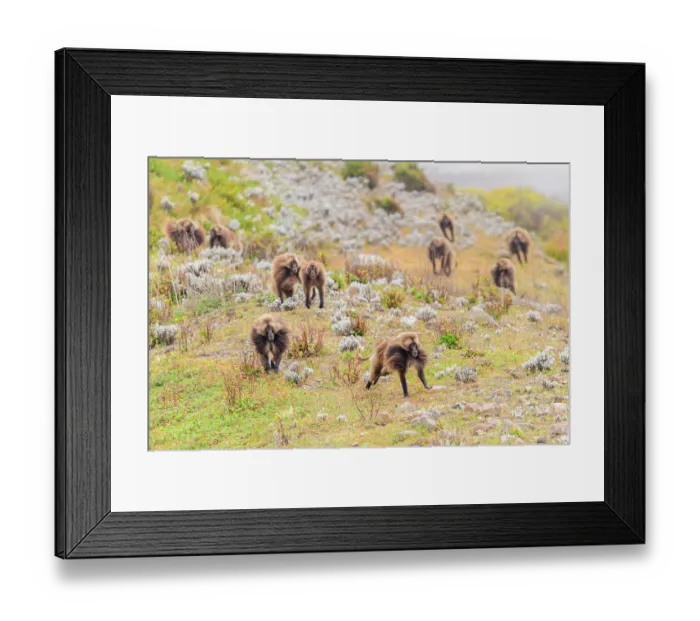 Framed Print : Group of Gelada baboons (Theropithecus gelada) dominant male leading bachelor males in a chase to show his strength, Guassa Community Conservation Area, Ethiopia
