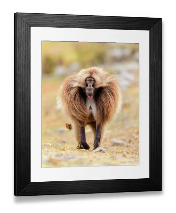 Framed Print : Gelada baboon (Theropithecus gelada) male running across grassland, Guassa Community Conservation Area, Ethiopia Framed Print : Gelada baboon (Theropithecus gelada) male running across grassland, Guassa Community Conservation Area, Ethiopia