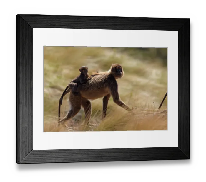 Framed Print : Gelada baboon (Theropithecus gelada) female carrying infant on her back, walking through montane grassland, Guassa Community Conservation Area, Ethiopia Framed Print : Gelada baboon (Theropithecus gelada) female carrying infant on her back, walking through montane grassland, Guassa Community Conservation Area, Ethiopia