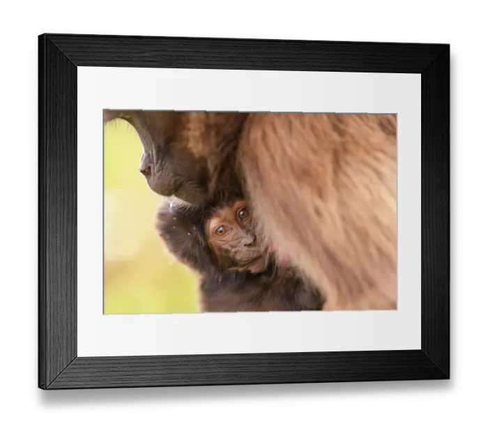 Framed Print : Gelada baboon (Theropithecus gelada) infant clinging on to its mother, Guassa Community Conservation Area, Ethiopia Framed Print : Gelada baboon (Theropithecus gelada) infant clinging on to its mother, Guassa Community Conservation Area, Ethiopia
