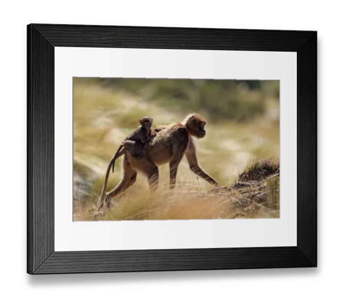 Framed Print : Gelada baboon (Theropithecus gelada) female carrying infant on her back, walking through montane grassland, Guassa Community Conservation Area, Ethiopia Framed Print : Gelada baboon (Theropithecus gelada) female carrying infant on her back, walking through montane grassland, Guassa Community Conservation Area, Ethiopia