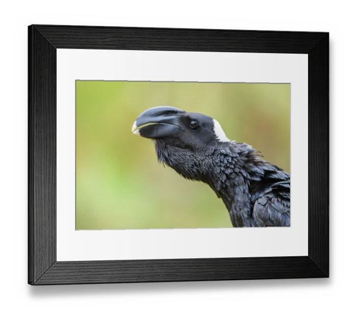 Framed Print : Thick-billed raven (Corvus crassirostris) calling, portrait, Guassa Community Conservation Area, Ethiopia Framed Print : Thick-billed raven (Corvus crassirostris) calling, portrait, Guassa Community Conservation Area, Ethiopia
