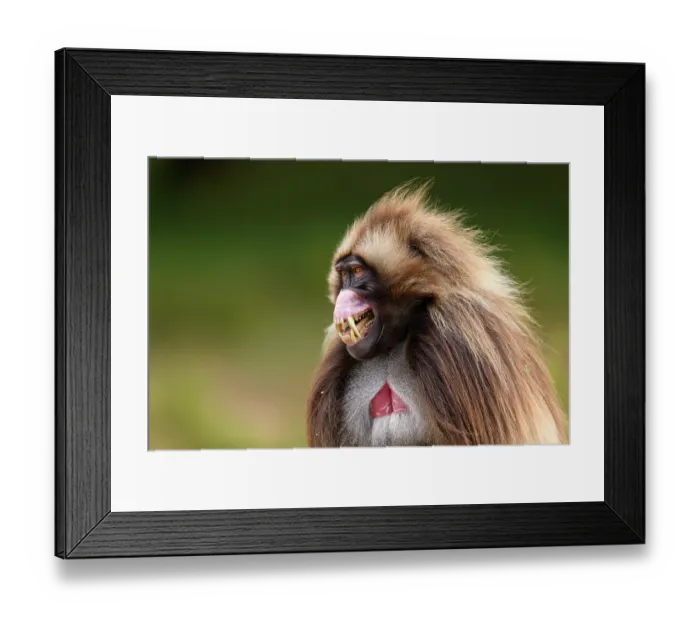 Framed Print : Gelada baboon (Theropithecus gelada) male, baring its teeth in subordinate gesture to a dominant male, Guassa Community Conservation Area, Ethiopia Framed Print : Gelada baboon (Theropithecus gelada) male, baring its teeth in subordinate gesture to a dominant male, Guassa Community Conservation Area, Ethiopia