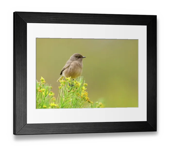 Framed Print : Moorland chat (Cercomela sordida) perched on small shrub with yellow flowers, Guassa Community Conservation Area, Ethiopia Framed Print : Moorland chat (Cercomela sordida) perched on small shrub with yellow flowers, Guassa Community Conservation Area, Ethiopia
