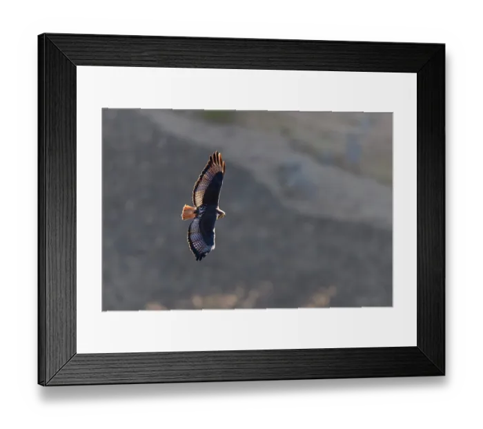 Framed Print : Augur buzzard (Buteo rufofuscus) soaring over farmland, Guassa Community Conservation Area, Ethiopia Framed Print : Augur buzzard (Buteo rufofuscus) soaring over farmland, Guassa Community Conservation Area, Ethiopia