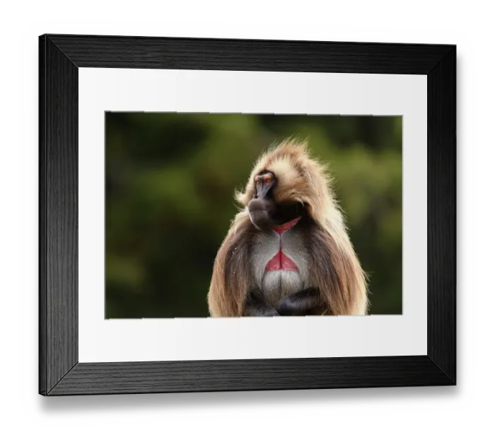 Framed Print : Gelada baboon (Theropithecus gelada) male, raising its eyebrows in a threat display, Guassa Community Conservation Area, Ethiopia Framed Print : Gelada baboon (Theropithecus gelada) male, raising its eyebrows in a threat display, Guassa Community Conservation Area, Ethiopia