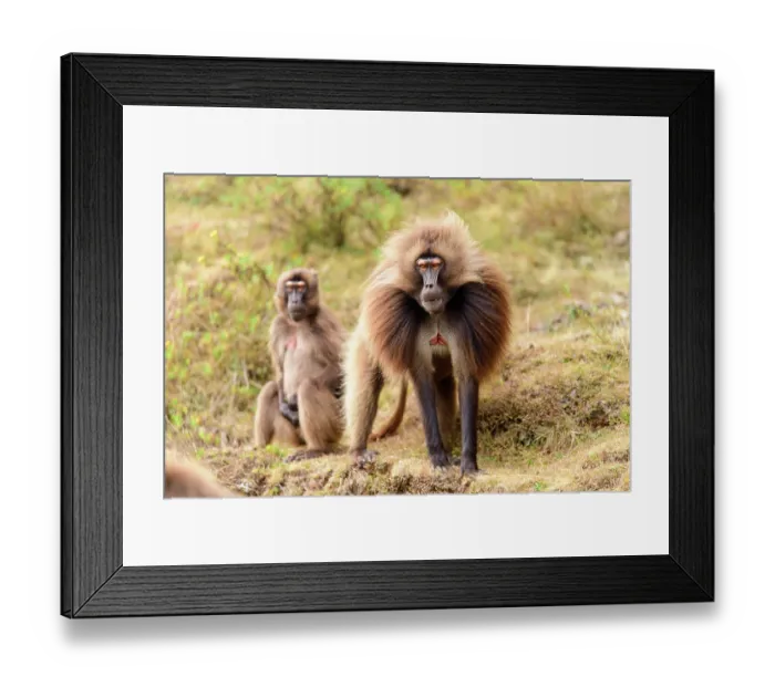 Framed Print : Two Gelada baboons (Theropithecus gelada) male and female, raising their eyebrows in a threat display, Guassa Community Conservation Area, Ethiopia Framed Print : Two Gelada baboons (Theropithecus gelada) male and female, raising their eyebrows in a threat display, Guassa Community Conservation Area, Ethiopia