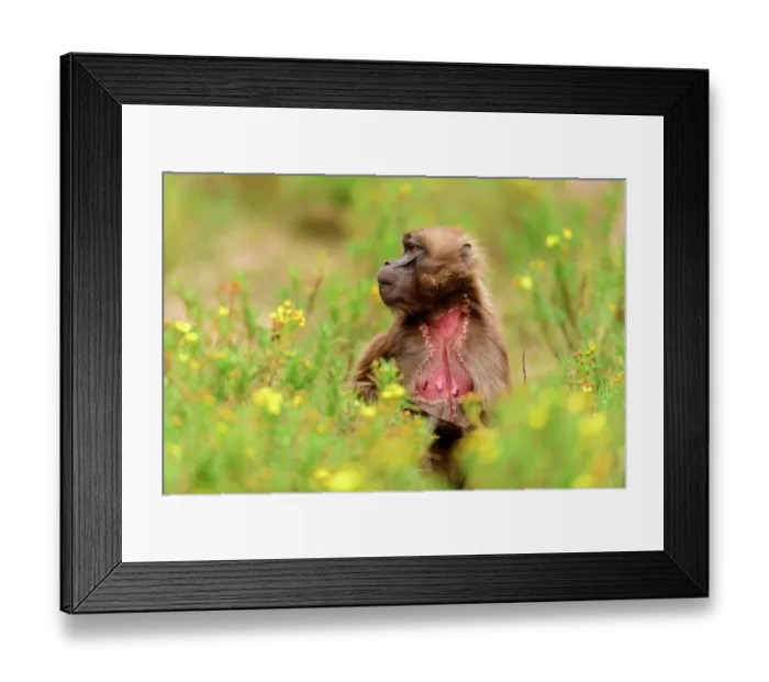 Framed Print : Gelada baboon (Theropithecus gelada) female feeding in grassland. The vesicles surrounding her chest patch show she is sexually receptive Framed Print : Gelada baboon (Theropithecus gelada) female feeding in grassland. The vesicles surrounding her chest patch show she is sexually receptive