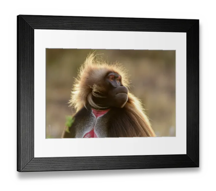 Framed Print : Gelada baboon (Theropithecus gelada) male, head portrait, Guassa Community Conservation Area, Ethiopia Framed Print : Gelada baboon (Theropithecus gelada) male, head portrait, Guassa Community Conservation Area, Ethiopia