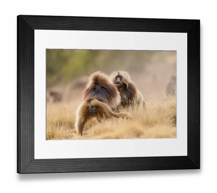 Framed Print : Two Gelada baboons (Theropithecus gelada) male facing off in a dispute, Simien Mountains National Park, Ethiopia Framed Print : Two Gelada baboons (Theropithecus gelada) male facing off in a dispute, Simien Mountains National Park, Ethiopia