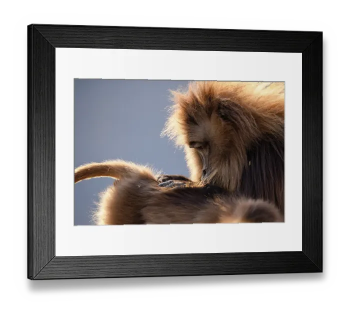 Framed Print : Two Gelada baboons (Theropithecus gelada) male grooming a female, Simien Mountains National Park, Ethiopia Framed Print : Two Gelada baboons (Theropithecus gelada) male grooming a female, Simien Mountains National Park, Ethiopia
