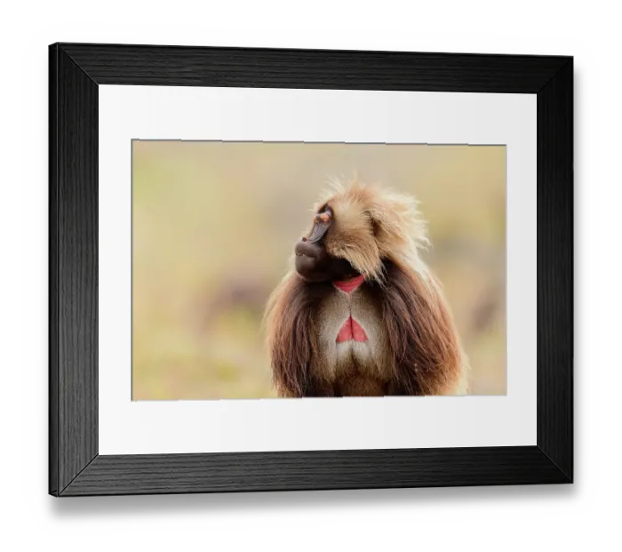 Framed Print : Gelada baboon (Theropithecus gelada) male, raising eyebrows in threat display, Guassa Community Conservation Area, Ethiopia Framed Print : Gelada baboon (Theropithecus gelada) male, raising eyebrows in threat display, Guassa Community Conservation Area, Ethiopia