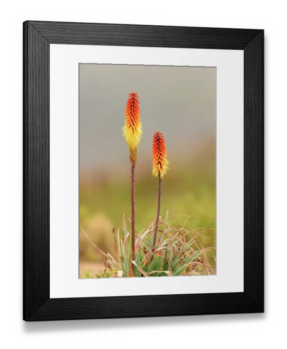 Framed Print : Red hot poker (Kniphofia foliosa) flowers, Ethiopian highlands. Guassa Community Conservation Area, Ethiopia Framed Print : Red hot poker (Kniphofia foliosa) flowers, Ethiopian highlands. Guassa Community Conservation Area, Ethiopia