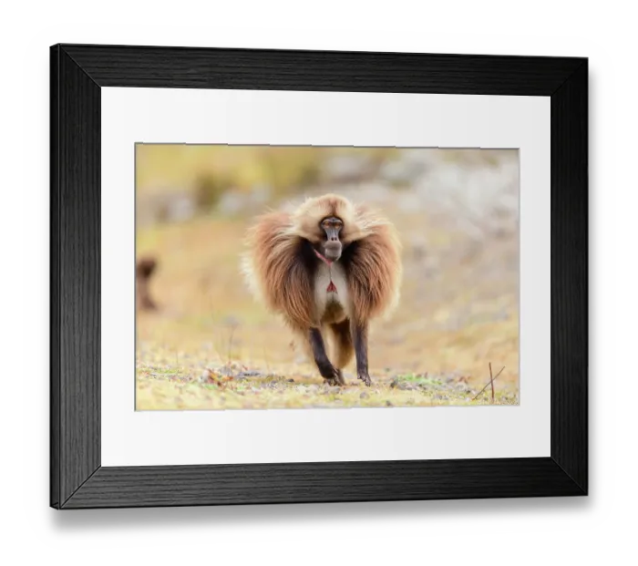 Framed Print : Gelada baboon (Theropithecus gelada) male running across grassland, Guassa Community Conservation Area, Ethiopia Framed Print : Gelada baboon (Theropithecus gelada) male running across grassland, Guassa Community Conservation Area, Ethiopia
