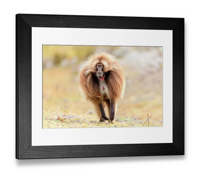 Framed Print : Gelada baboon (Theropithecus gelada) male running across grassland, Guassa Community Conservation Area, Ethiopia Framed Print : Gelada baboon (Theropithecus gelada) male running across grassland, Guassa Community Conservation Area, Ethiopia