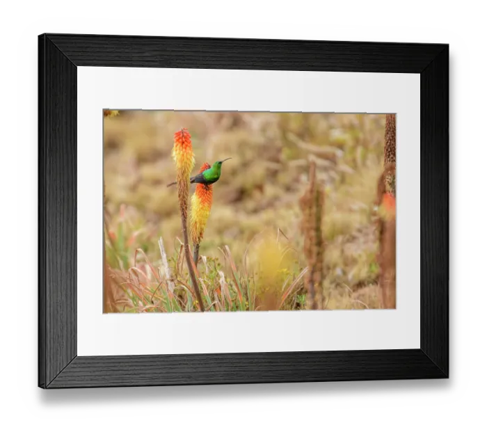 Framed Print : Malachite sunbird (Nectarinia famosa) perched on Red hot poker flower (Kniphofia foliosa) in Ethiopian highlands, Guassa Community Conservation Area, Ethiopia Framed Print : Malachite sunbird (Nectarinia famosa) perched on Red hot poker flower (Kniphofia foliosa) in Ethiopian highlands, Guassa Community Conservation Area, Ethiopia