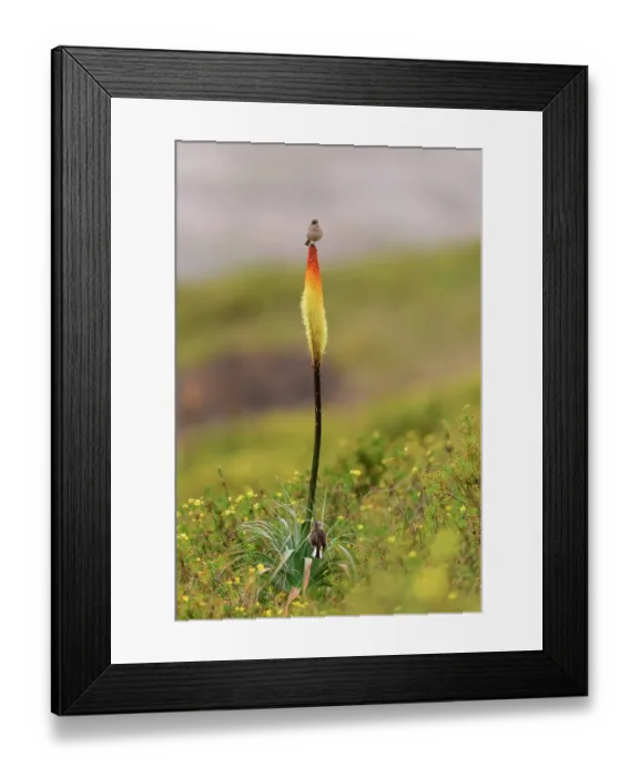 Framed Print : Moorland chat (Pinarochroa sordida) perched on Red hot poker plant (Kniphofia foliosa) in Ethiopian highlands, Guassa Community Conservation Area, Ethiopia Framed Print : Moorland chat (Pinarochroa sordida) perched on Red hot poker plant (Kniphofia foliosa) in Ethiopian highlands, Guassa Community Conservation Area, Ethiopia