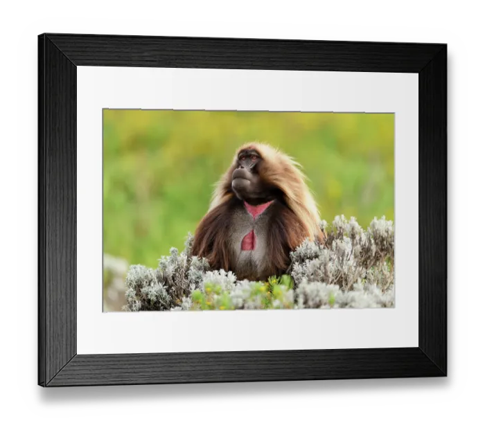 Framed Print : Gelada baboon (Theropithecus gelada) male, sitting in mountain grassland, Guassa Community Conservation Area, Ethiopia Framed Print : Gelada baboon (Theropithecus gelada) male, sitting in mountain grassland, Guassa Community Conservation Area, Ethiopia