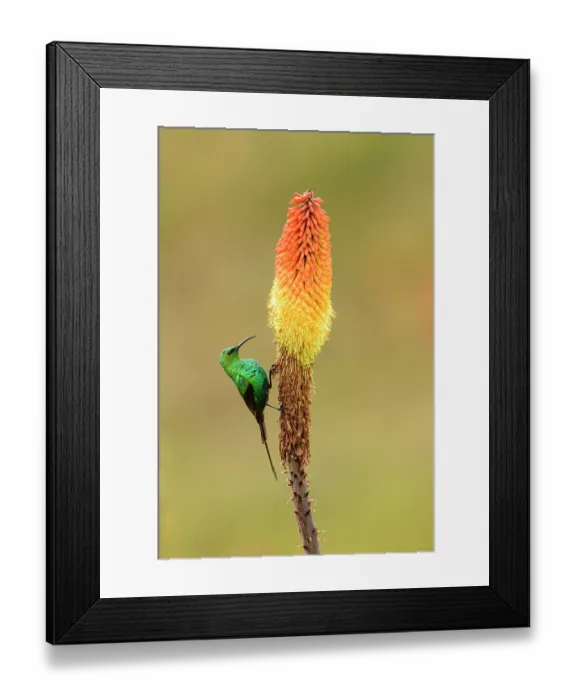Framed Print : Malachite sunbird (Nectarinia famosa) perched on Red hot poker flower (Kniphofia foliosa) in Ethiopian highlands, Guassa Community Conservation Area, Ethiopia Framed Print : Malachite sunbird (Nectarinia famosa) perched on Red hot poker flower (Kniphofia foliosa) in Ethiopian highlands, Guassa Community Conservation Area, Ethiopia