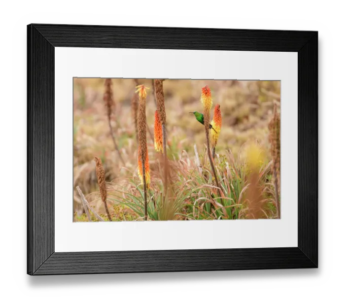 Framed Print : Malachite sunbird (Nectarinia famosa) perched on Red hot poker flower (Kniphofia foliosa) in Ethiopian highlands, Guassa Community Conservation Area, Ethiopia Framed Print : Malachite sunbird (Nectarinia famosa) perched on Red hot poker flower (Kniphofia foliosa) in Ethiopian highlands, Guassa Community Conservation Area, Ethiopia