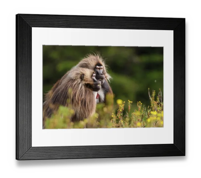 Framed Print : Two Gelada baboons (Theropithecus gelada) male, raising their eyebrows in a threat display, Guassa Community Conservation Area, Ethiopia Framed Print : Two Gelada baboons (Theropithecus gelada) male, raising their eyebrows in a threat display, Guassa Community Conservation Area, Ethiopia