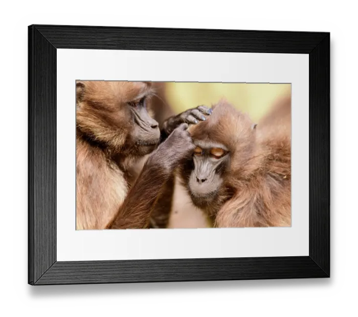 Framed Print : Two Gelada baboon (Theropithecus gelada) females allogrooming, Guassa Community Conservation Area, Ethiopia Framed Print : Two Gelada baboon (Theropithecus gelada) females allogrooming, Guassa Community Conservation Area, Ethiopia