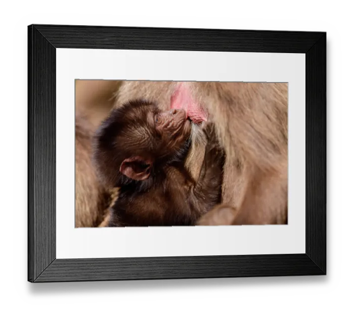 Framed Print : Gelada baboon (Theropithecus gelada) infant suckling from its mother, Guassa Community Conservation Area, Ethiopia Framed Print : Gelada baboon (Theropithecus gelada) infant suckling from its mother, Guassa Community Conservation Area, Ethiopia