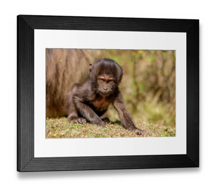 Framed Print : Gelada baboon (Theropithecus gelada) infant, portrait, Guassa Community Conservation Area, Ethiopia Framed Print : Gelada baboon (Theropithecus gelada) infant, portrait, Guassa Community Conservation Area, Ethiopia