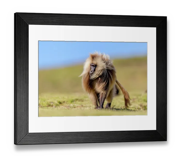 Framed Print : Gelada baboon (Theropithecus gelada) male, walking across the mountain plateau, Simien Mountains, Ethiopia Framed Print : Gelada baboon (Theropithecus gelada) male, walking across the mountain plateau, Simien Mountains, Ethiopia